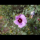 Sturt’s Desert Rose
